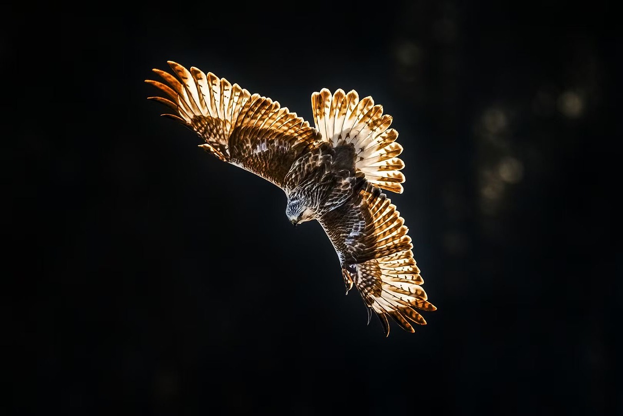 术业有专攻、黄书记的鸟是真的打的好 我就打个虫吧