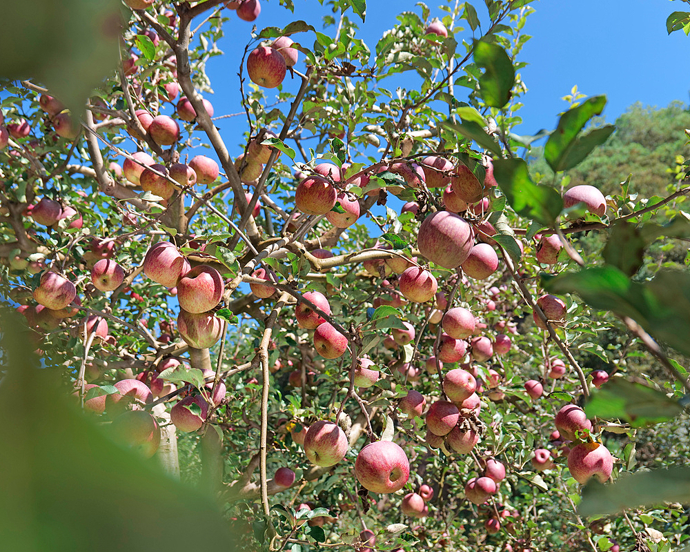 丑苹果产地（图ZMjc1NDgzMzEy） - 人文/纪实摄影 - 站酷设计师聚吉原创素材 - 站酷ZCOOL