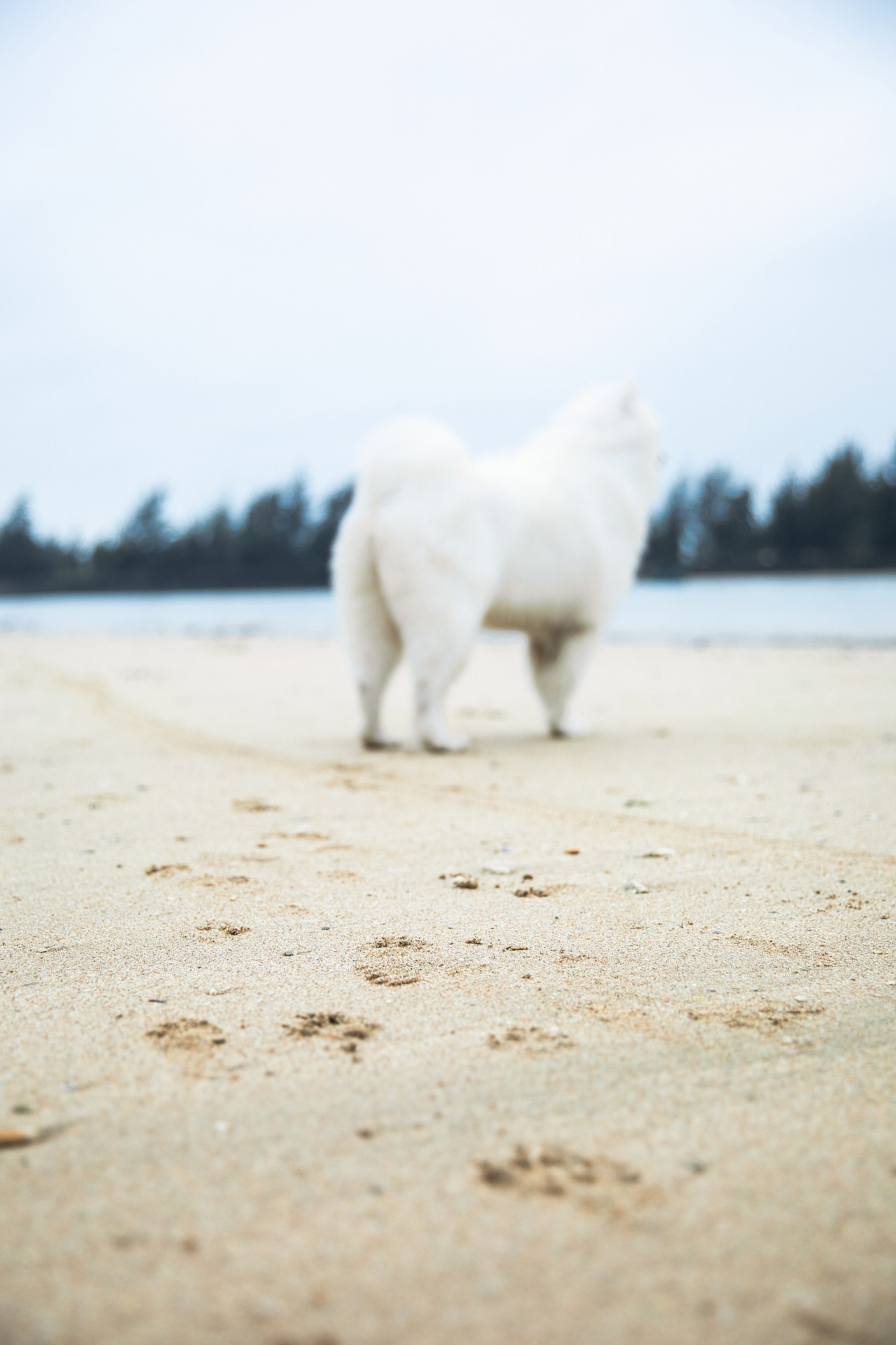 宠物摄影/宠物旅拍