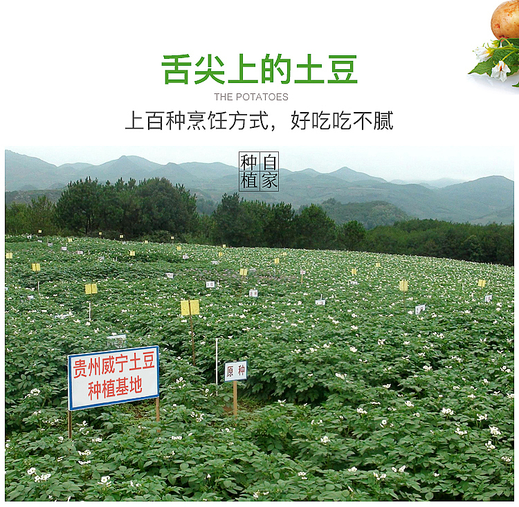 贵州土豆洋芋马铃薯农产品蔬菜（图ZMjYxMzEzODE2） - 电商 - 站酷设计师左手残原创素材 - 站酷ZCOOL