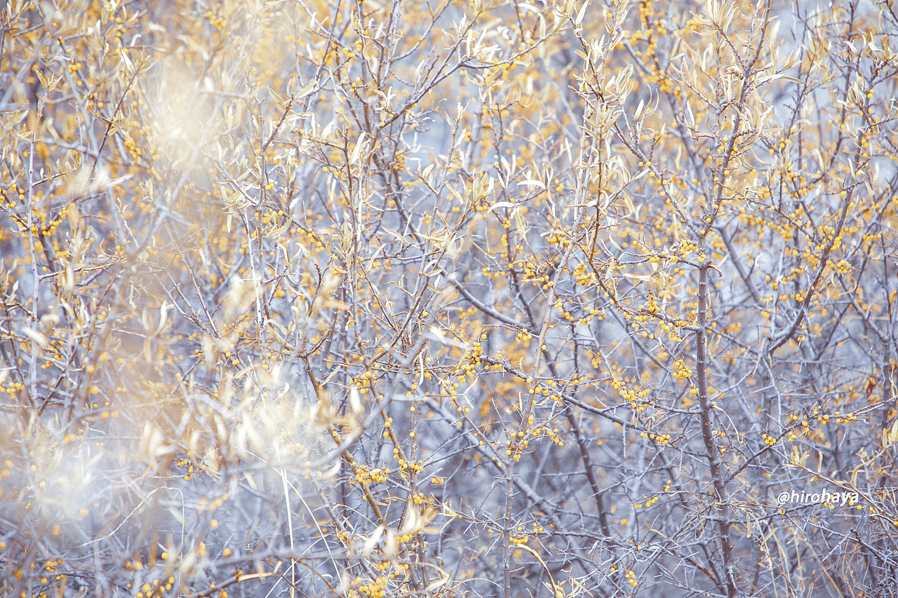 为你看尽千山雪 为你挡众神旨意