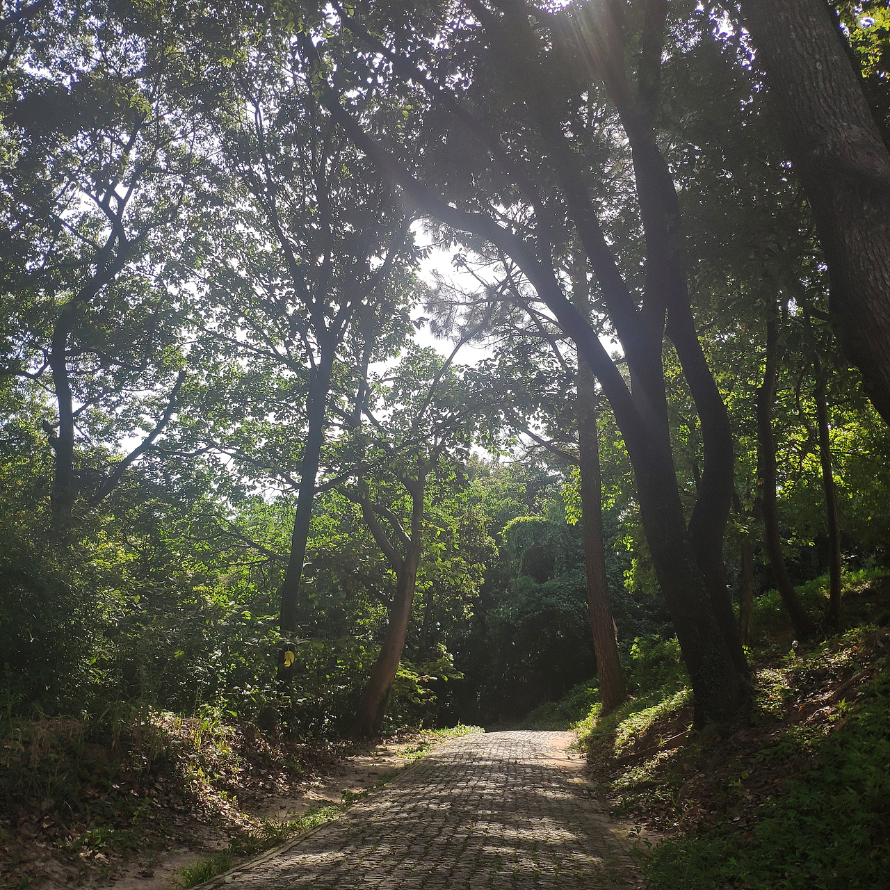 苏州上方山国家森林公园