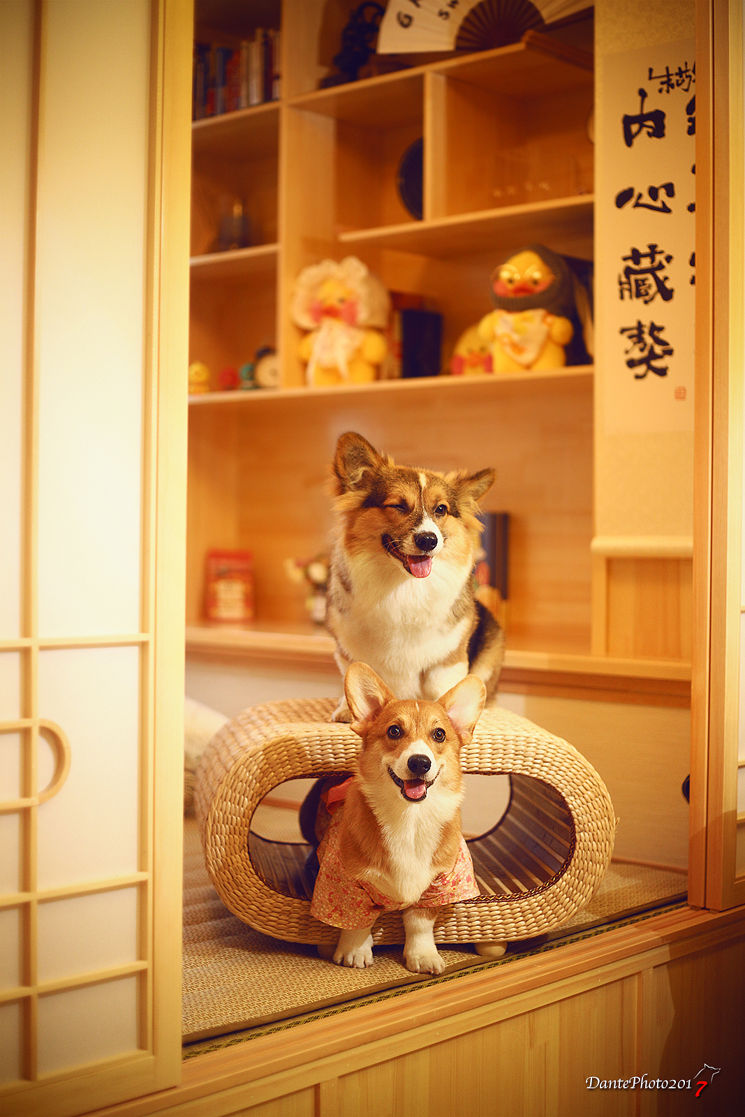 宠物摄影师dante corgi写真