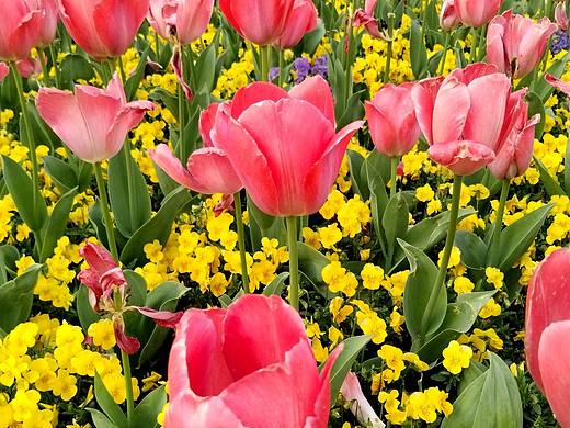 2024春.郁金香。（个人主页-ZNjgyMDg2MzI=） - 风光摄影 - 站酷设计师东逛西摄原创素材 - 站酷ZCOOL