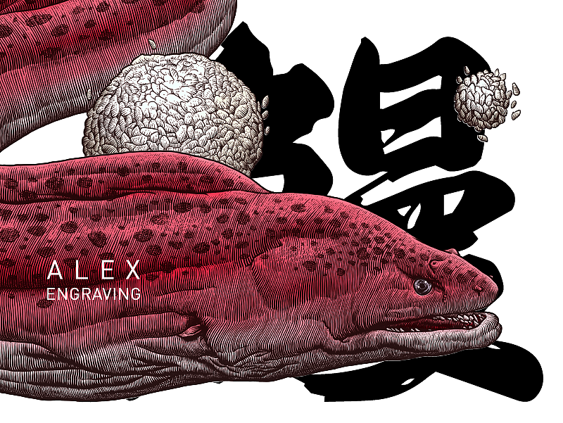 鳗（图ZMTExOTE3OTY0） - 商业插画 - 站酷设计师花椒的Alex原创素材 - 站酷ZCOOL