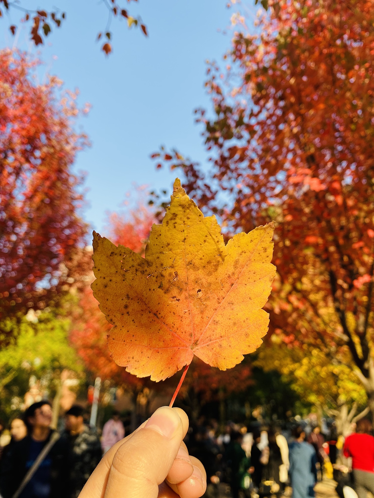 秋景·一片枫叶