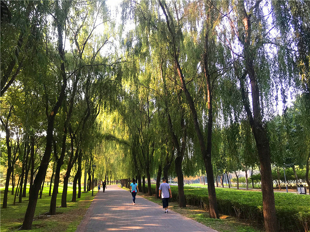 刘勇良手机纪实摄影:静静的树林