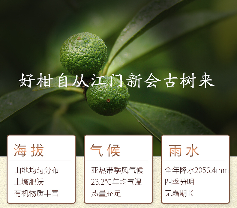 送礼就送小青柑（图ZMTI4Njc4NDg0） - 电商 - 站酷设计师飞飞幻飞原创素材 - 站酷ZCOOL