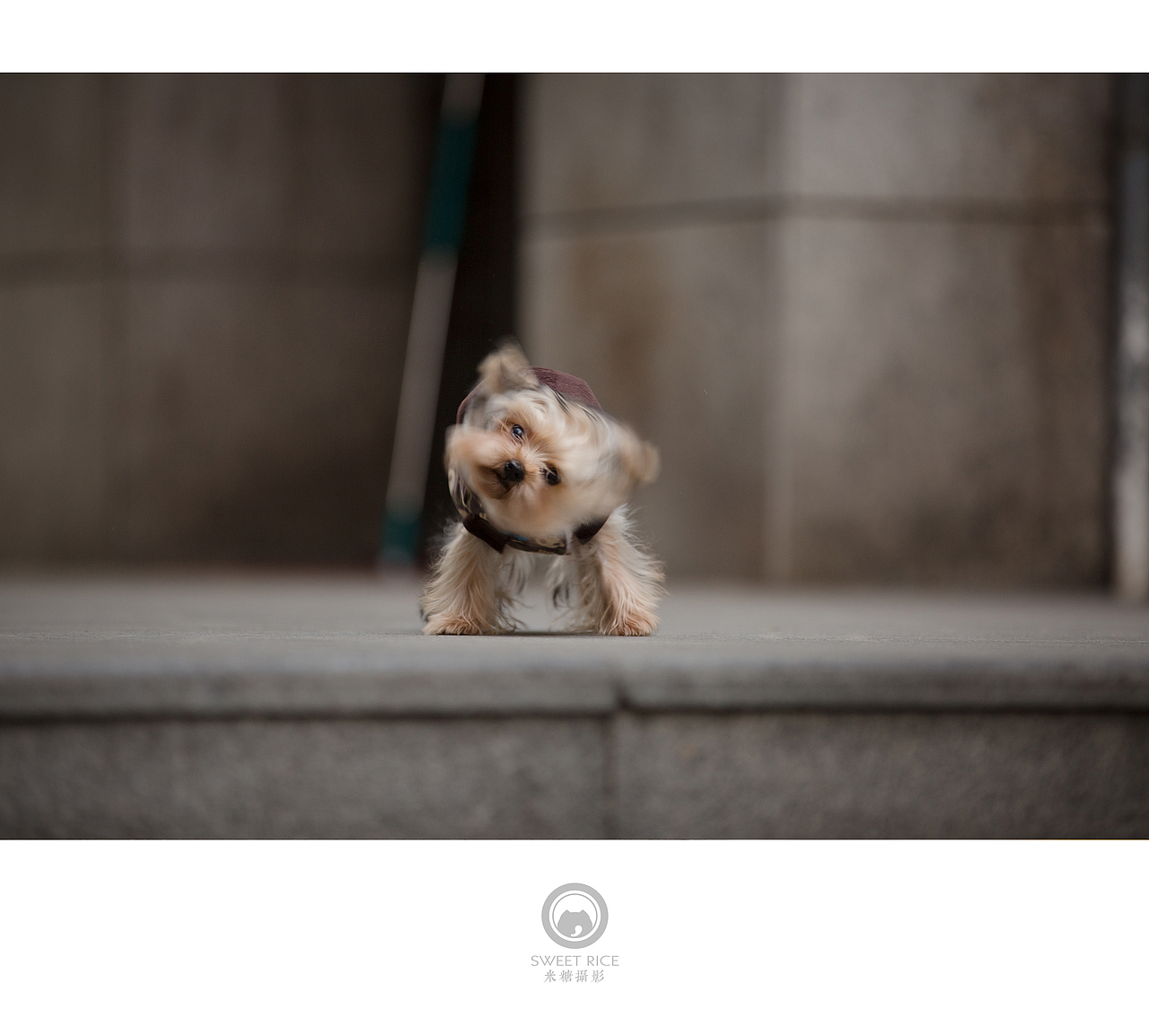 那些狗儿（图ZNDQwNDE4NDA=） - 宠物摄影 - 站酷设计师挂糖原创素材 - 站酷ZCOOL