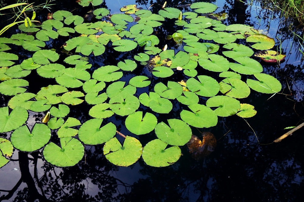 荷（图ZMTIwODg5NDUy） - 风光摄影 - 站酷设计师CNLILY原创素材 - 站酷ZCOOL