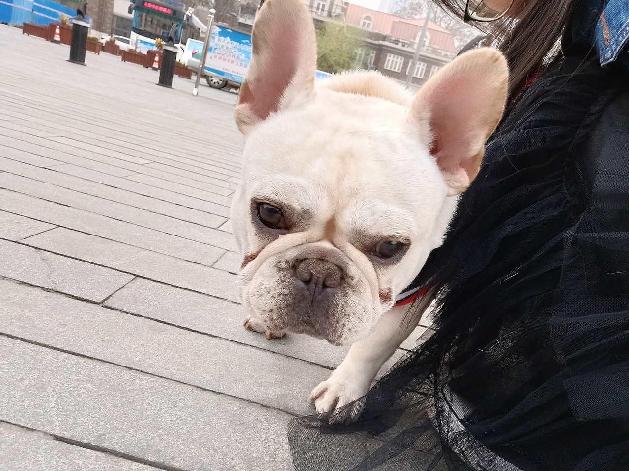 动物（图ZMTU0MjQzMDY4） - 宠物摄影 - 站酷设计师白苗原创素材 - 站酷ZCOOL