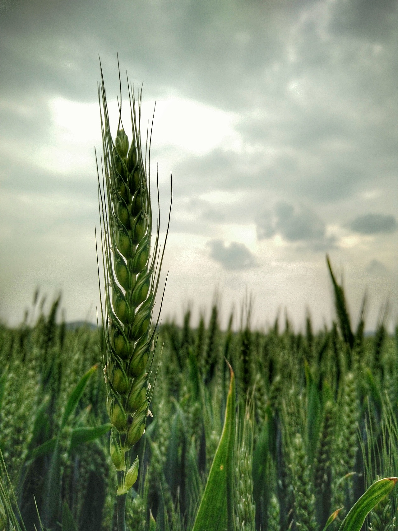 一组田间的摄影（图ZMTIyMTAwMjY0） - 风光摄影 - 站酷设计师滴滴lv原创素材 - 站酷ZCOOL