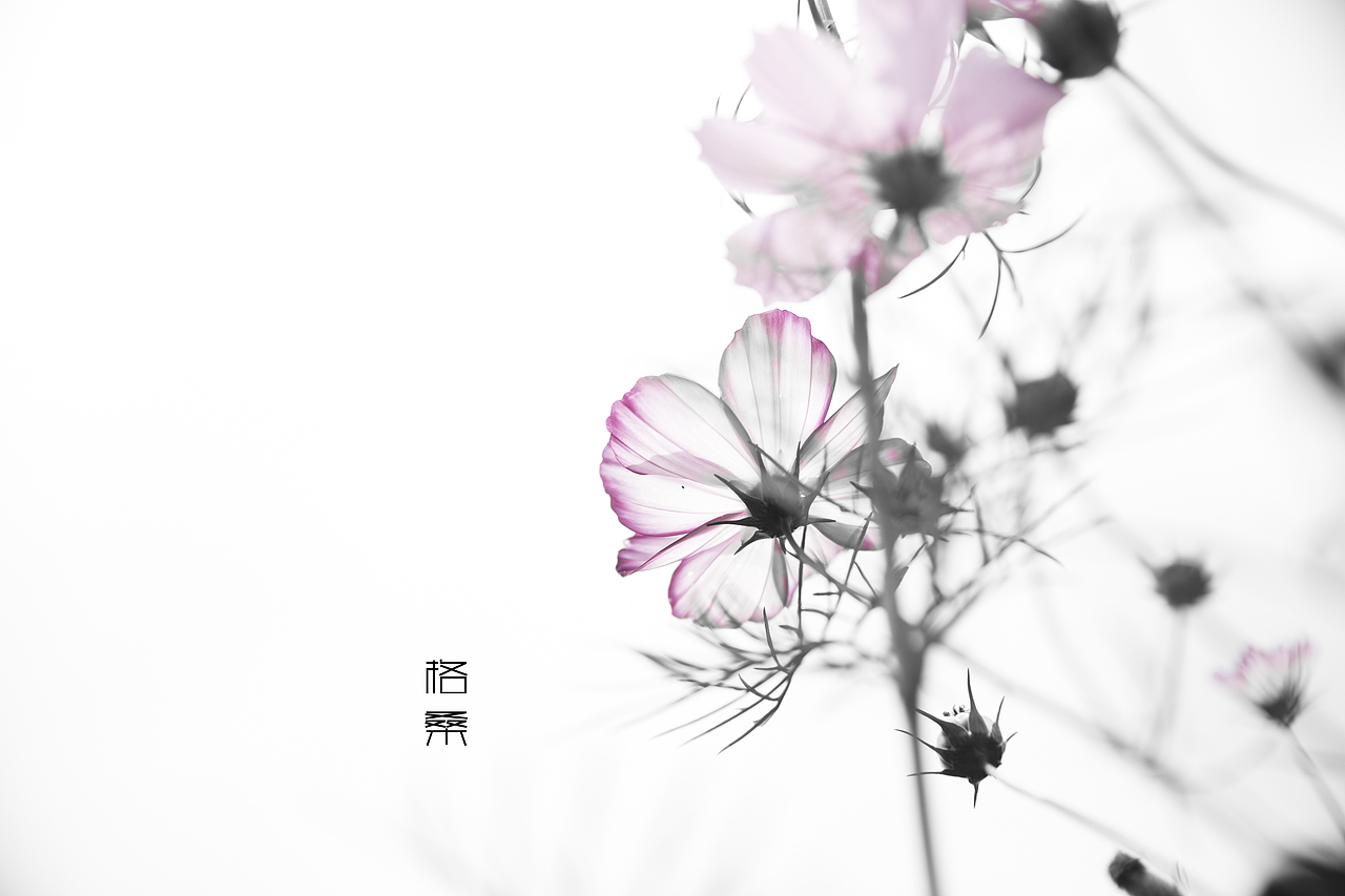 格桑 ——淡极始知花更艳。