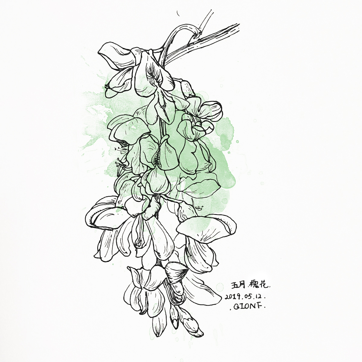 美丽晶莹,脱尘出俗,表达春之爱意的槐花也是五月花季里的一抹风景