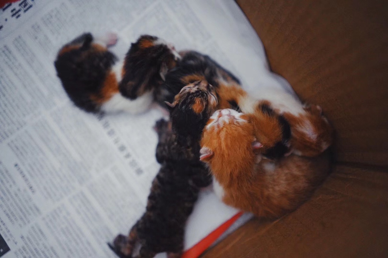 阿饅的猫（图ZMTY4NTc3MDI0） - 宠物摄影 - 站酷设计师百事闲人666原创素材 - 站酷ZCOOL