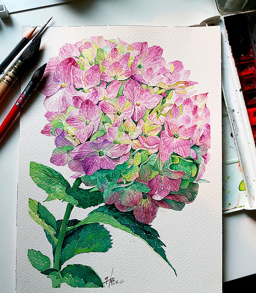 水彩花卉《八仙花》系列