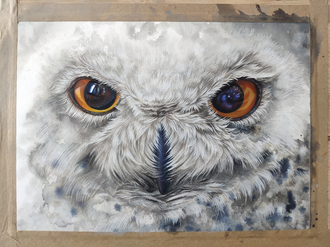 彩铅猫头鹰