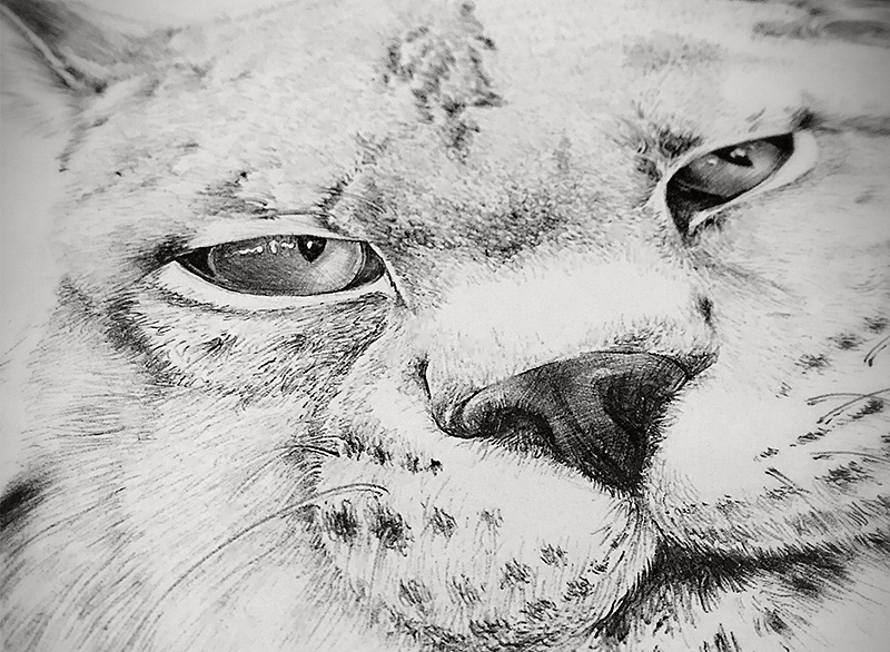 圆珠笔画猫科动物（图ZNDY4NTY0MDQ=） - 艺术插画 - 站酷设计师BIUBIU已经被注册原创素材 - 站酷ZCOOL