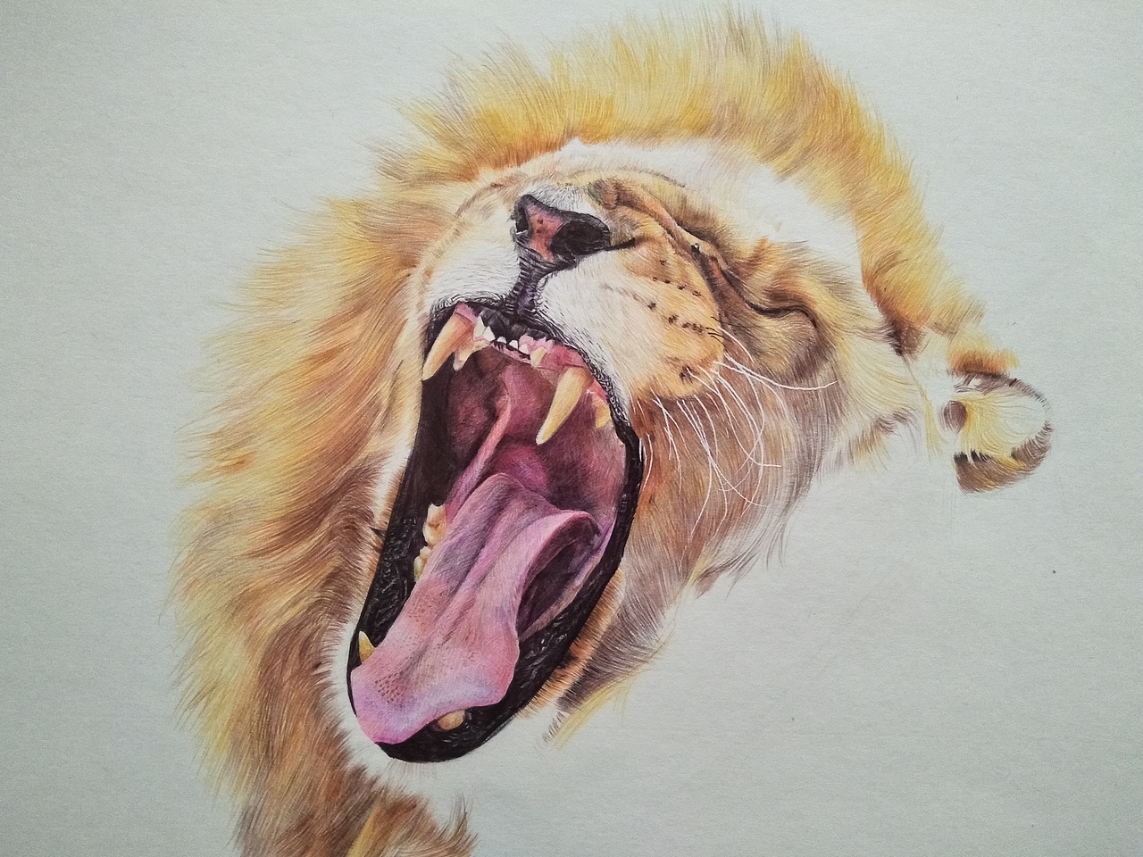 彩色圆珠笔画-动物篇