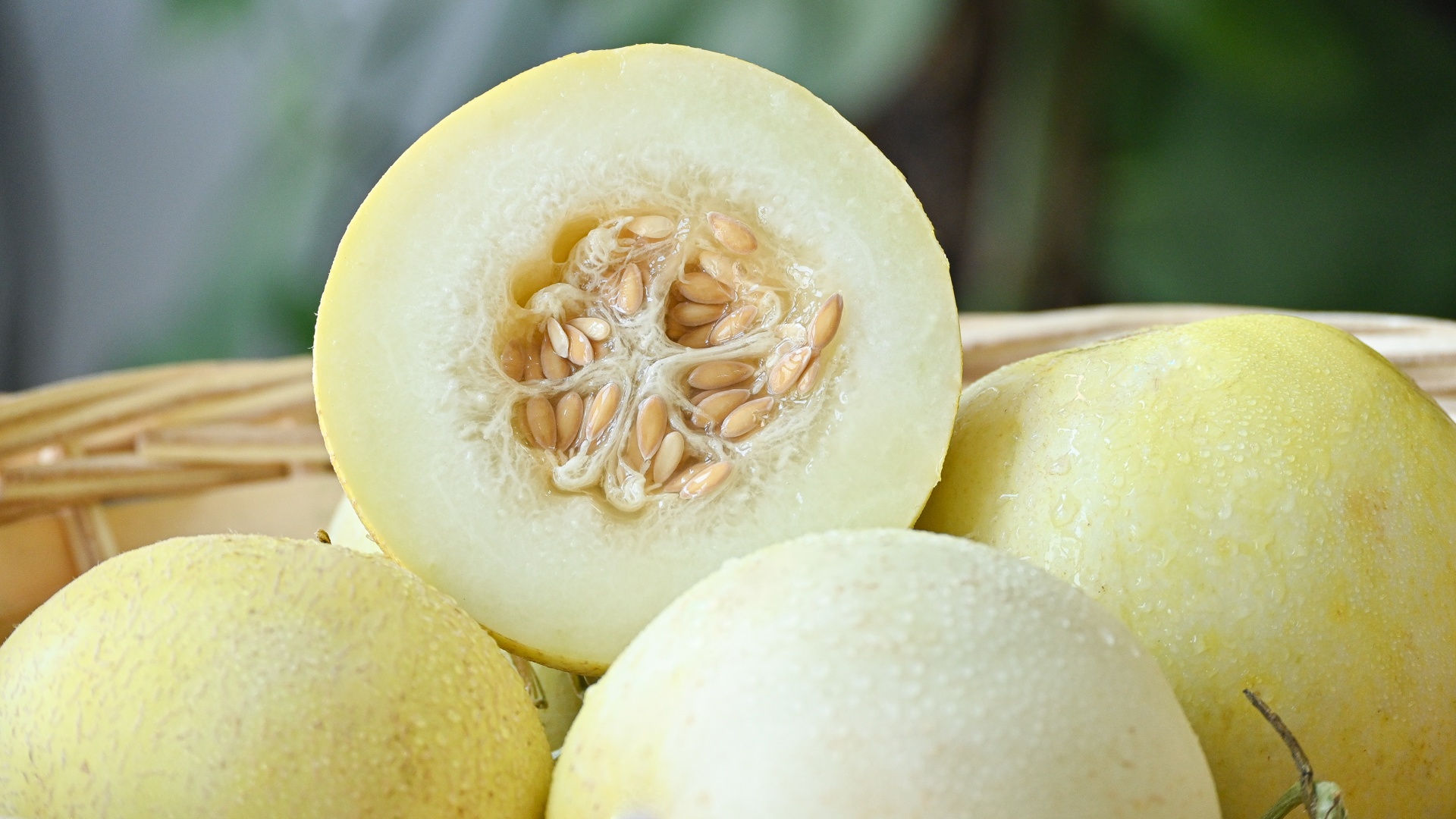 云南郁金香甜瓜