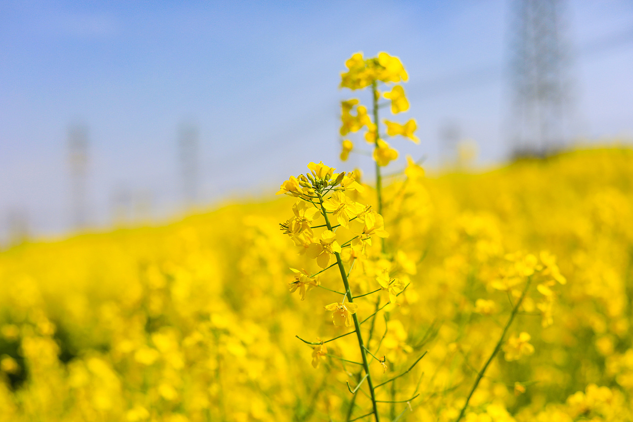 楼下的油菜花