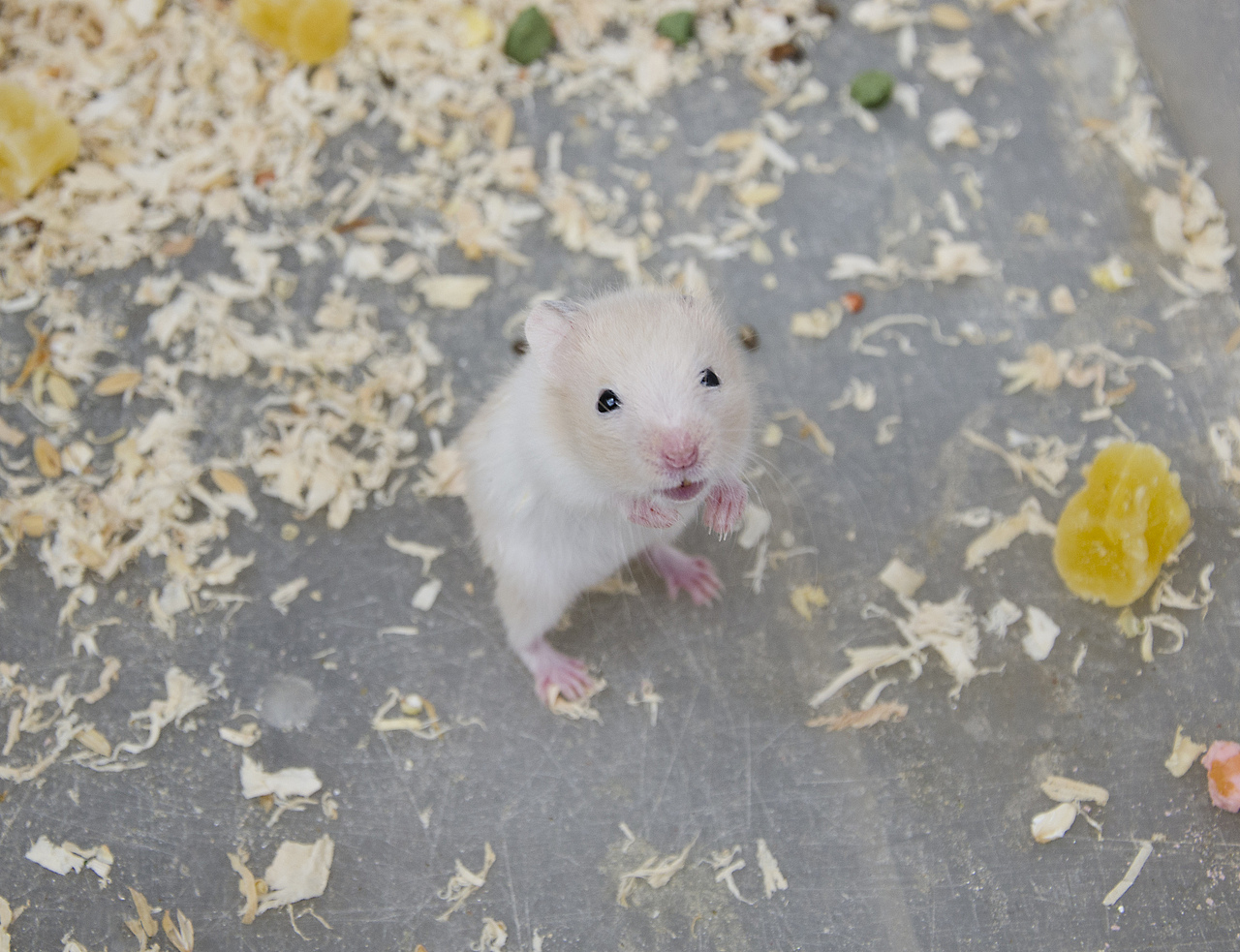 一只微笑的小仓鼠