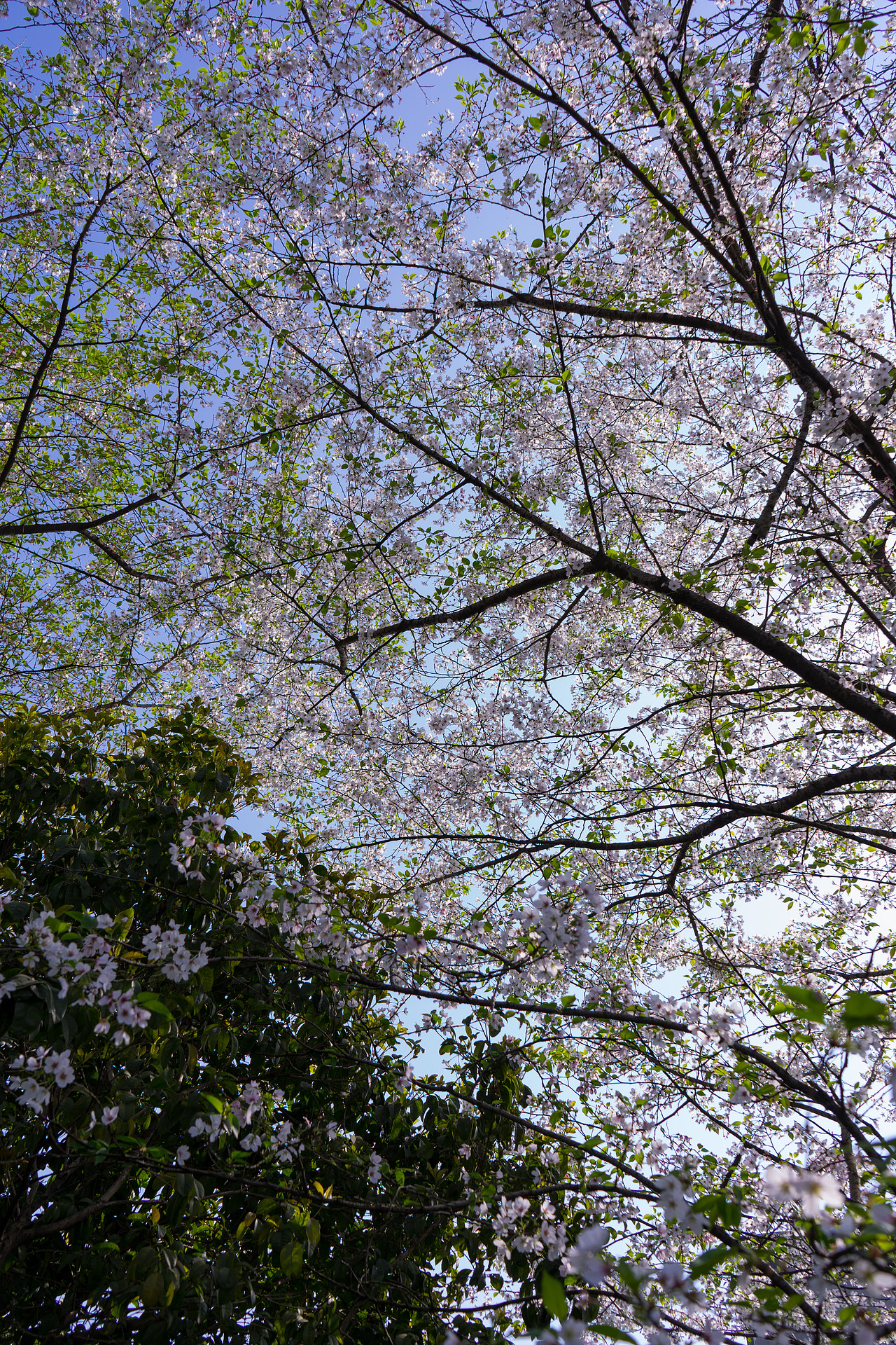 春天来赏樱花吧!