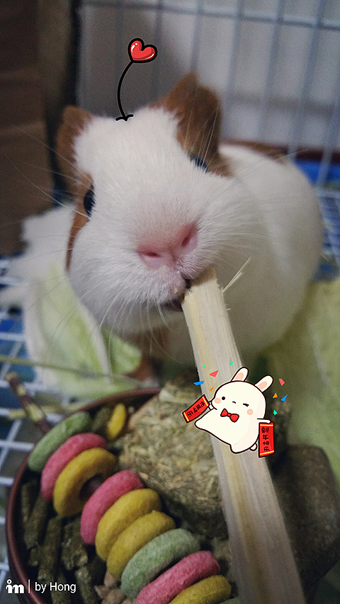 我和宠物的日常第一回（图ZNDIyODQzNzY=） - 宠物摄影 - 站酷设计师hongger原创素材 - 站酷ZCOOL