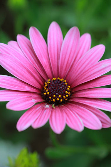 【摄影】那些它－猫－蝶－花（图ZNTkwNDcyMA==） - 风光摄影 - 站酷设计师naza原创素材 - 站酷ZCOOL