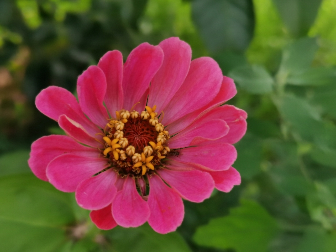 野菊（图ZMjYwNDE2ODEy） - 风光摄影 - 站酷设计师南蛮文子原创素材 - 站酷ZCOOL