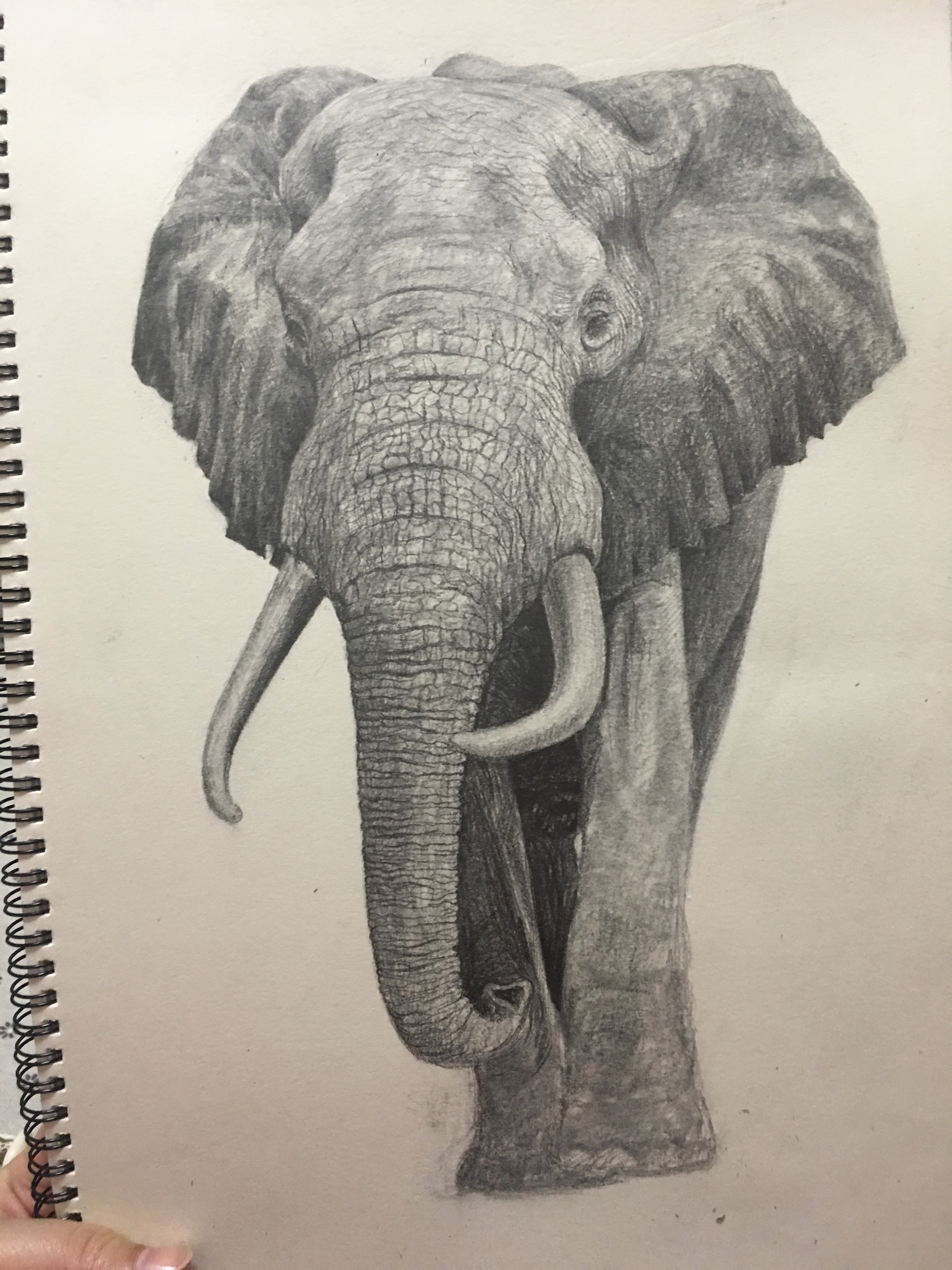 儿童简笔画图片作品 教你画憨厚的大象教程 肉丁儿童网