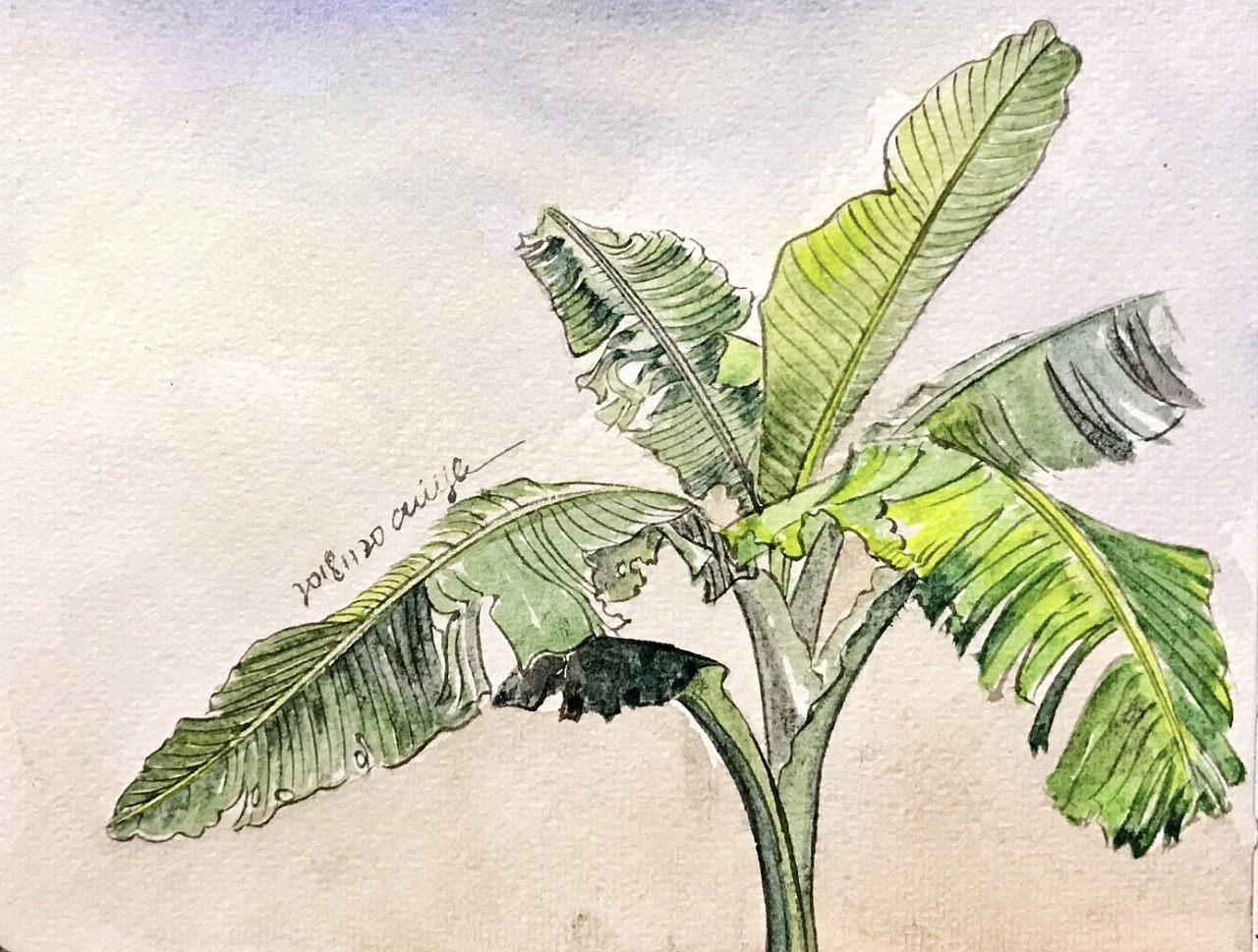 雨后闪闪发亮的芭蕉