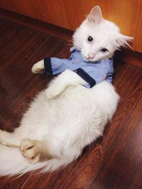 【正经猫片】我从你的全世界路过