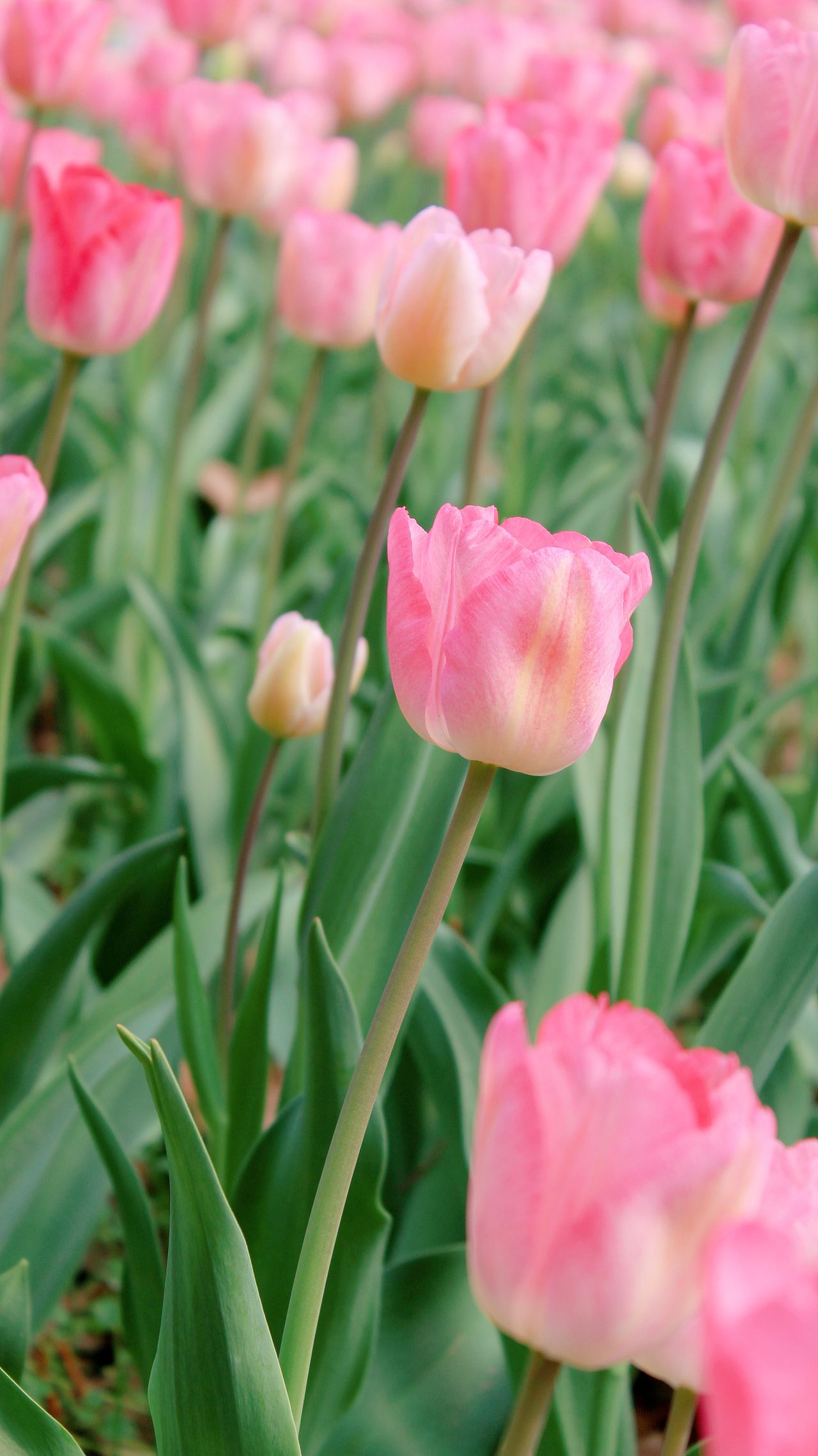 希望我们都能在春光里快乐（图ZMjkyNTU0NzI4） - 风光摄影 - 站酷设计师一大口黑锅原创素材 - 站酷ZCOOL