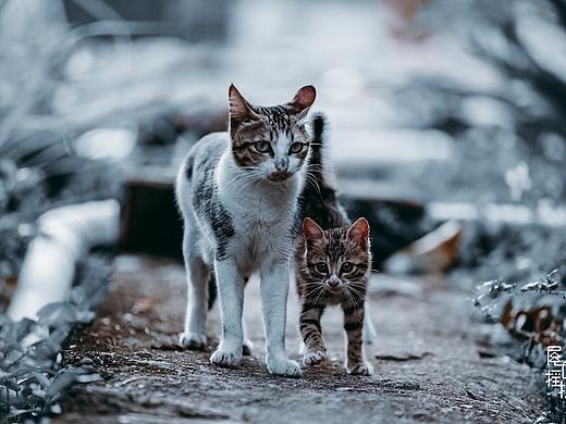 猫家庭放风日（个人主页-ZMzE5MzgwMjA=） - 宠物摄影 - 站酷设计师Carakwan_原创素材 - 站酷ZCOOL