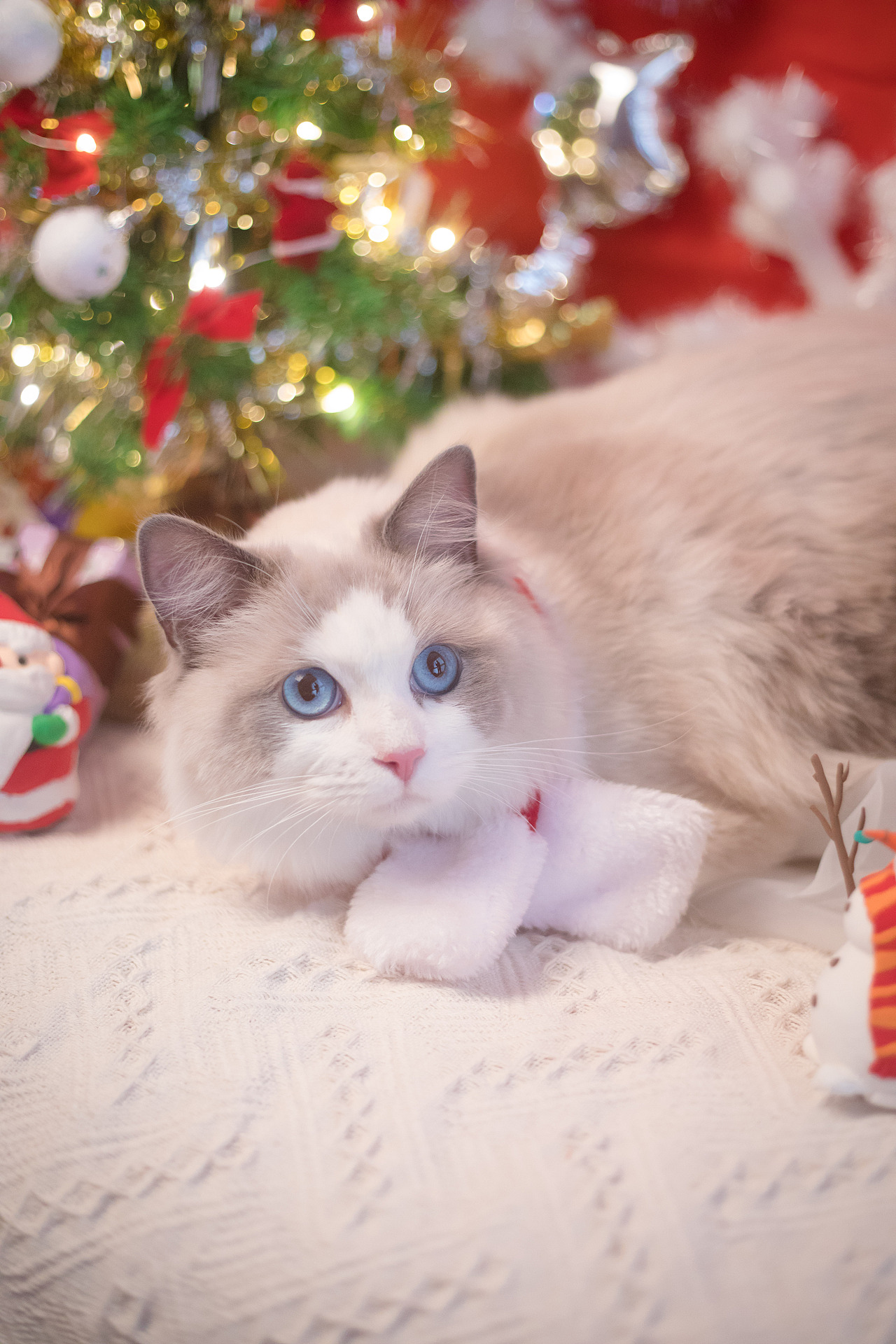 圣诞小火火（图ZMTAwODA1MTcy） - 宠物摄影 - 站酷设计师懒惰的胡奇奇原创素材 - 站酷ZCOOL