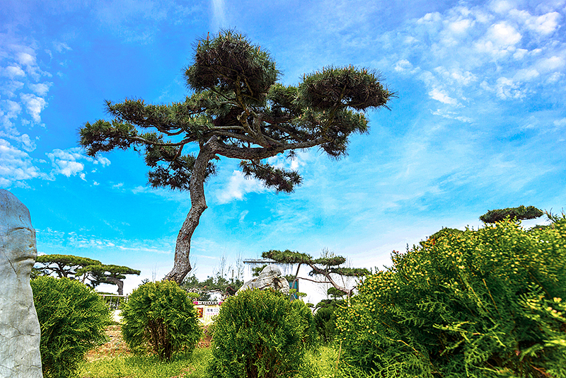 松树景观树拍摄