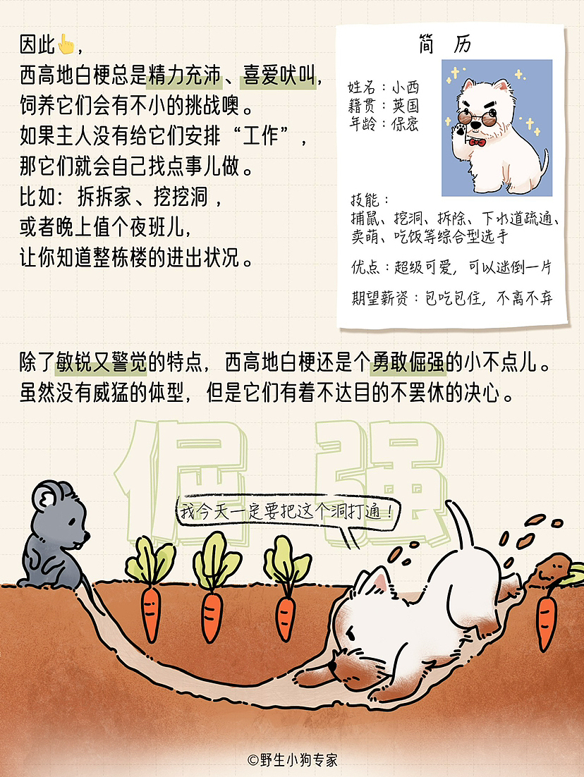 西高地白梗:勇敢自信的艺术家