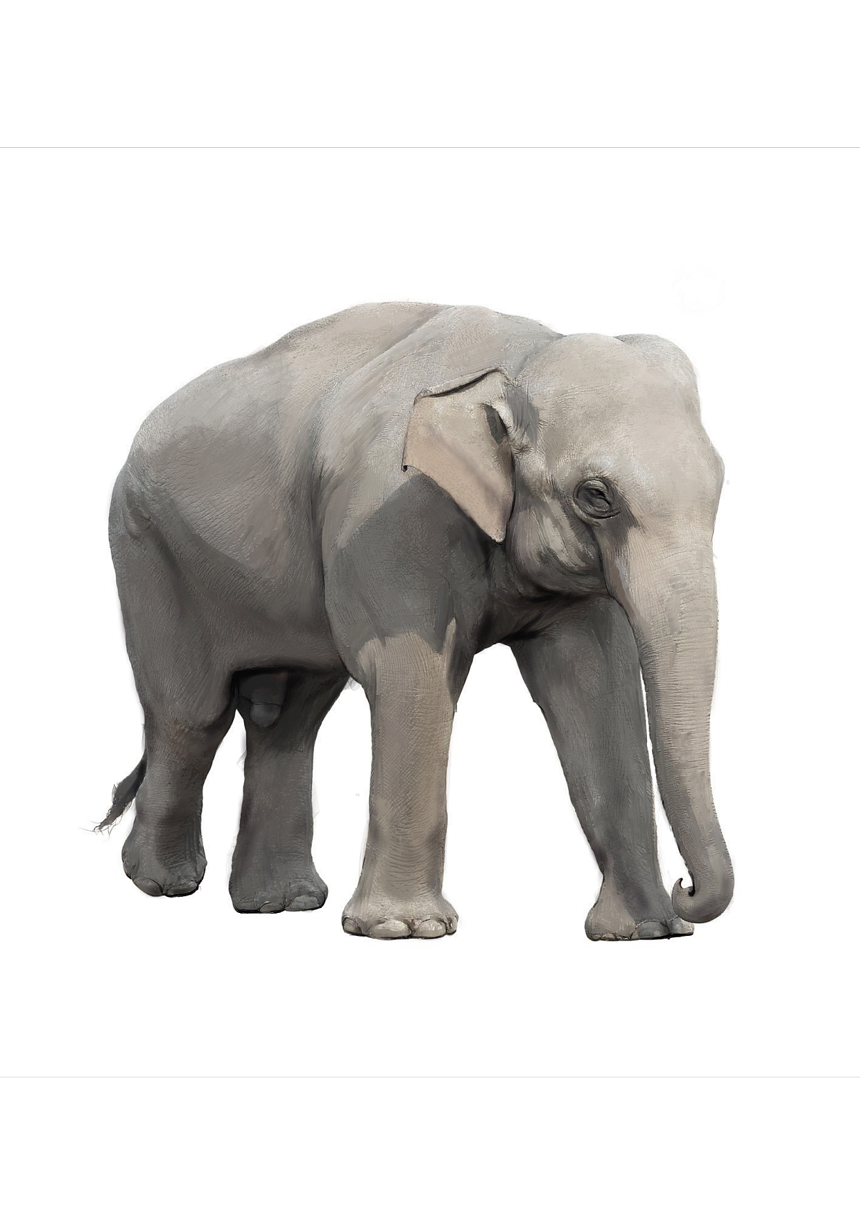 亚洲象公益海报|平面|海报|zhziccc - 原创作品 - 站酷 (zcool)