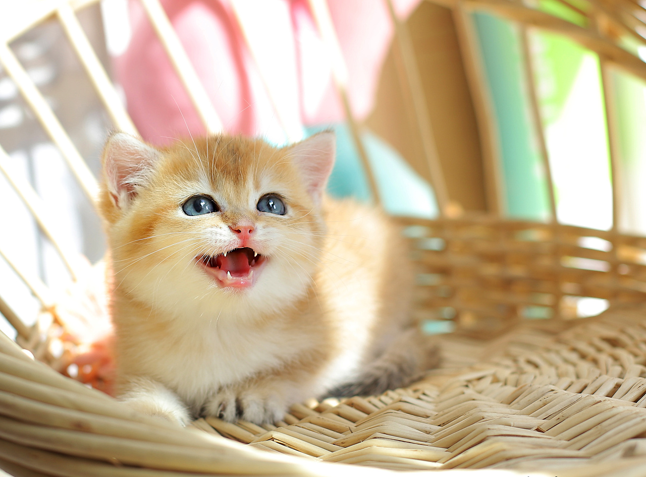 小猫喂养全攻略！养一只健康可爱的小猫咪需要知道的6件事情|小猫|喂养|食物_新浪网