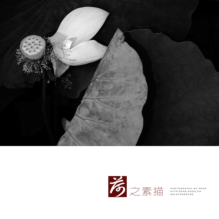 荷花素描（图ZNDE1NDk4MA==） - 风光摄影 - 站酷设计师pear1103原创素材 - 站酷ZCOOL