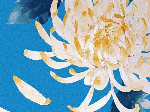 寒露|菊