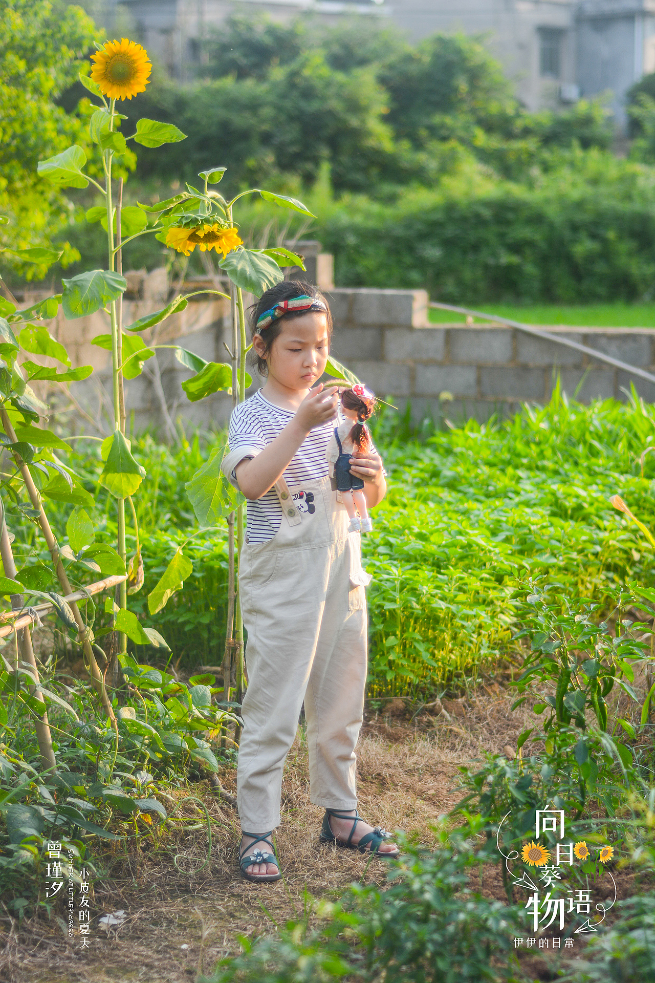 夏日炎炎 ,葵花超甜