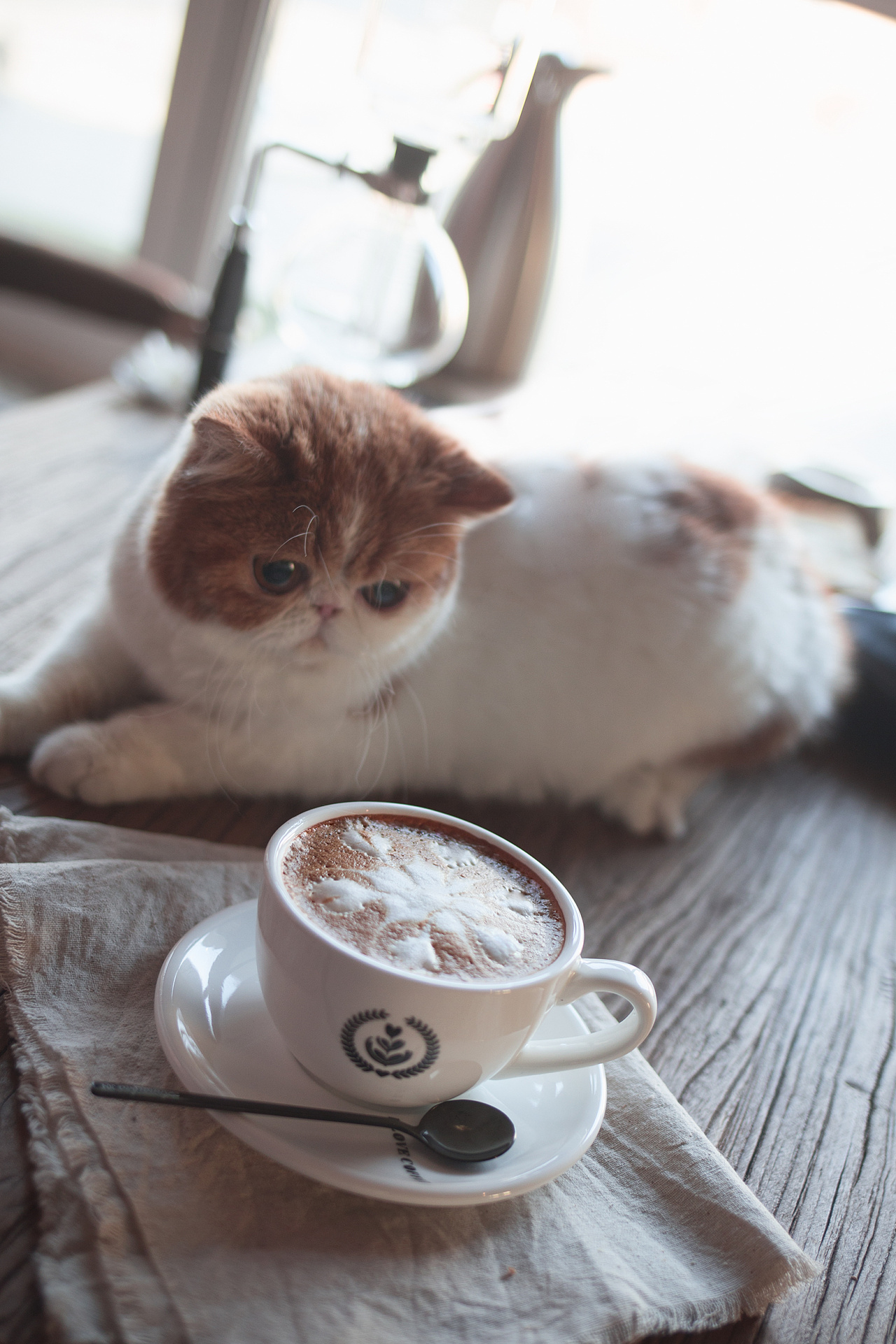土耳其梵猫和咖啡|摄影|动物|老C美食摄影 - 原创作品 - 站酷 (ZCOOL)
