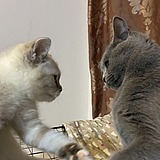 咕噜1的头像
