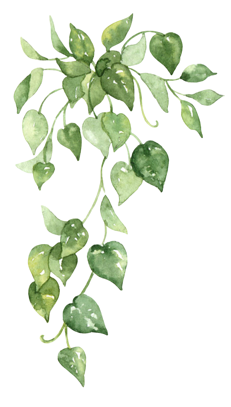 PNG作品 植物 绿叶 盆栽 花卉 芭蕉叶 芦荟 装饰元素（图ZMTc5MzI1MTgw） - 其他 - 站酷设计师青柠味原创素材 - 站酷ZCOOL