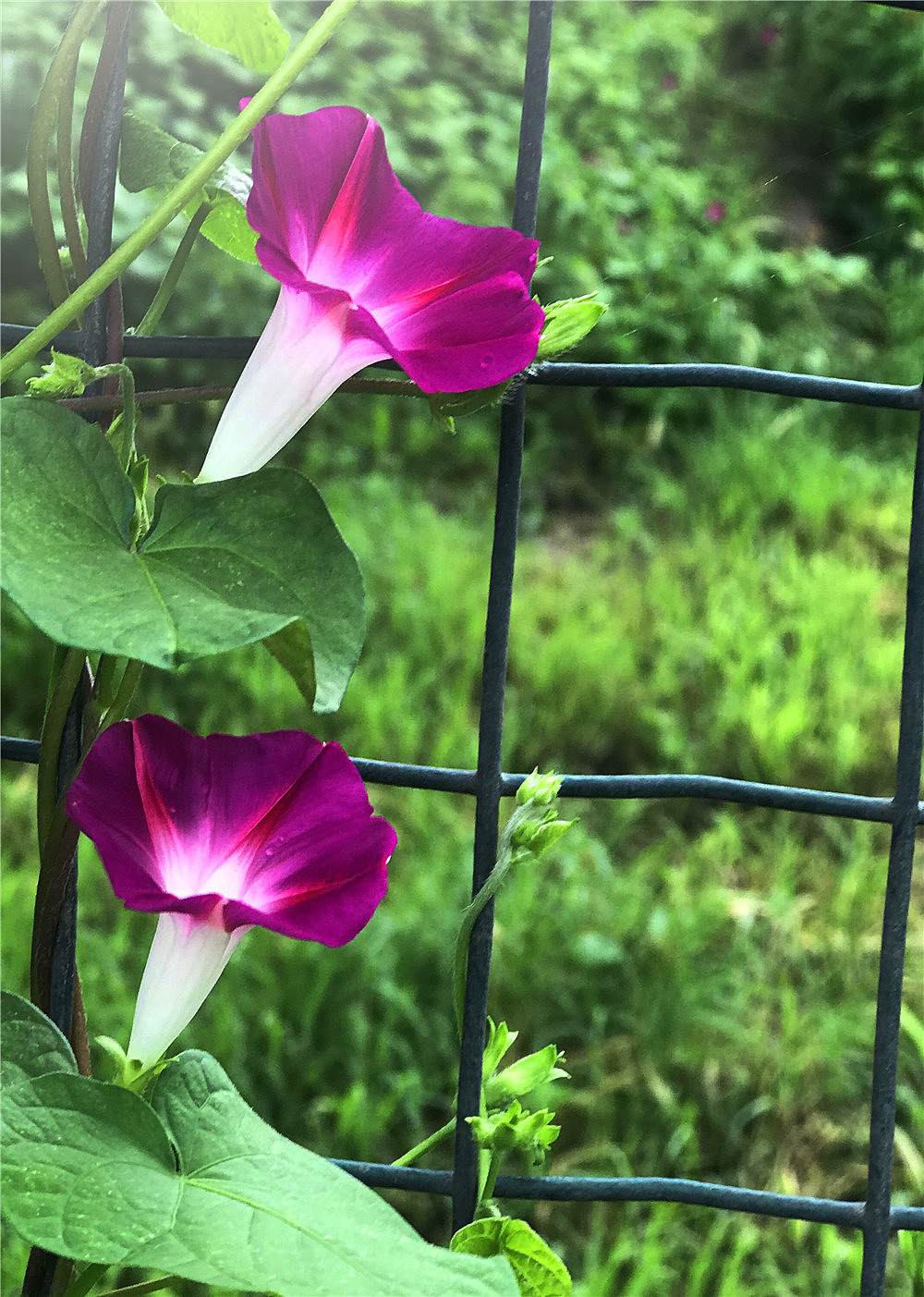 刘勇良手机纪实摄影:七夕节的喇叭花