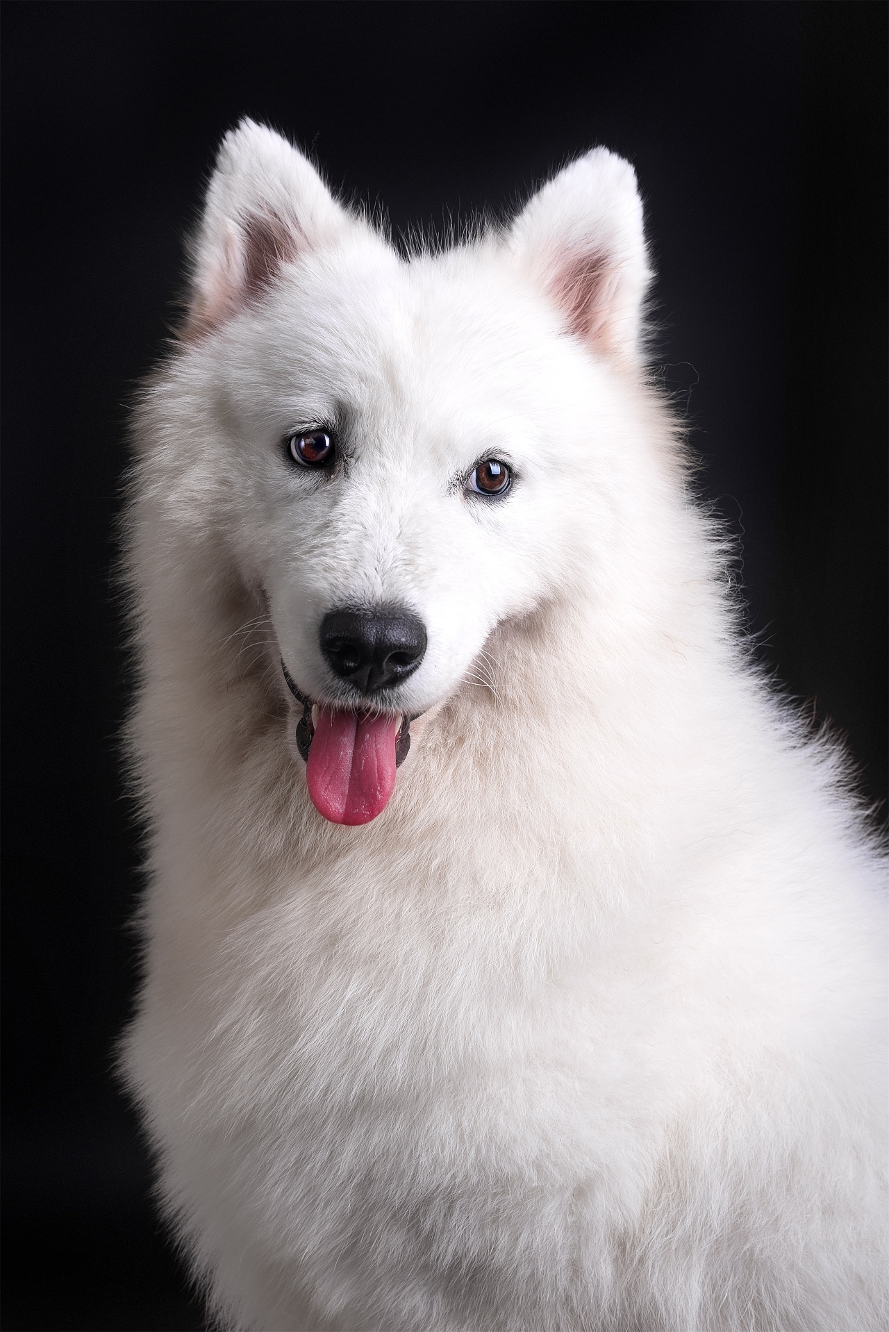 宠物放飞自我的肖像|摄影|动物|郑洳亚 - 原创作品 - 站酷 (zcool)