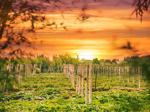 上海附近的农场们