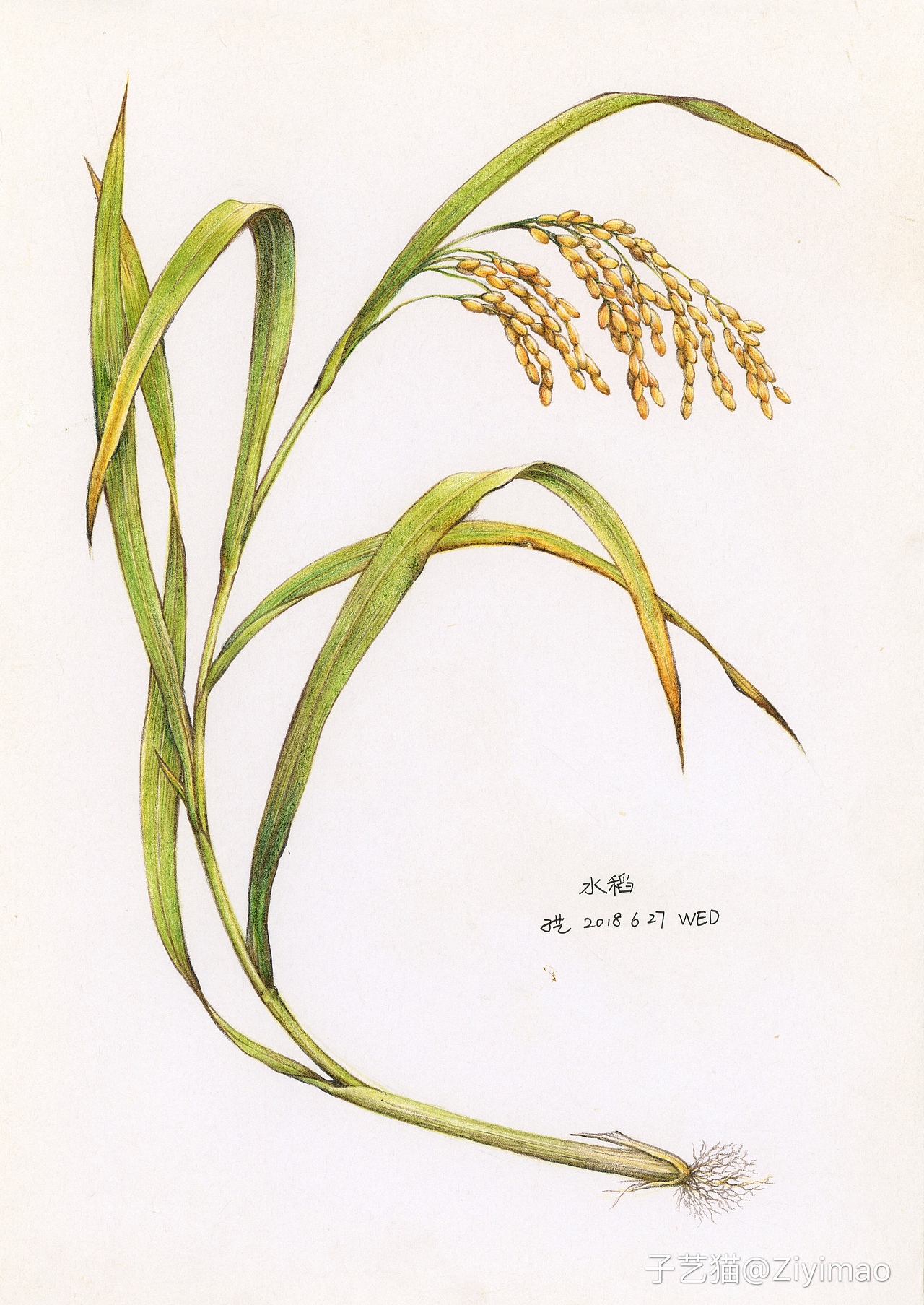 彩铅-北京湿地植物